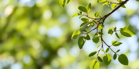 Realistic shadow effect of a tree branch on a white background, realistic, branch