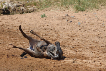 Streifengnu / Blue wildebeest / Connochaetes taurinus