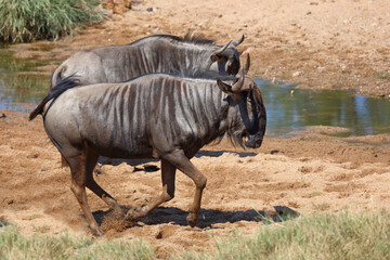 Streifengnu / Blue wildebeest / Connochaetes taurinus.