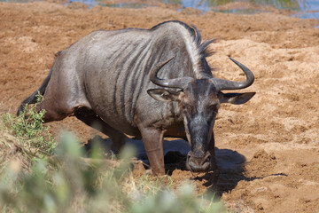 Fototapeta premium Streifengnu / Blue wildebeest / Connochaetes taurinus