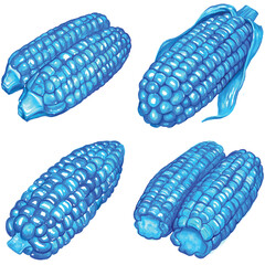 Corn on the cob watercolor hand drawn set collection