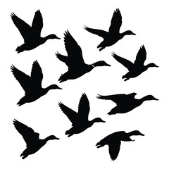 Flying Ducks different pose Silhouette with white background