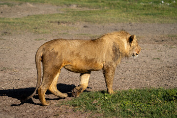 Young Male Lion Walking in the African Savanna