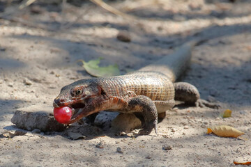 Felsen-Schildechse / Giant plated lizard / Matobosaurus validus