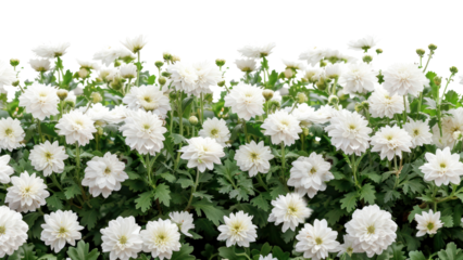 PNG White mum flowers asteraceae geranium blossom.