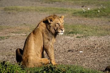 Young Male Lion Resting in the Sun