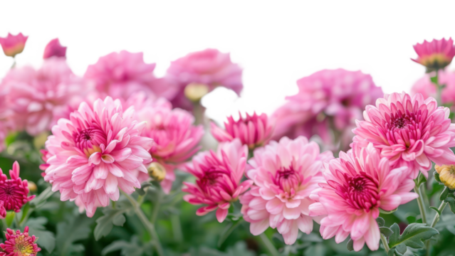 PNG Chrysanthemum flowers asteraceae outdoors blossom.