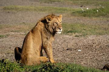 Young Male Lion Resting in the Sun
