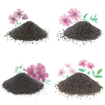 pile of black seeds and cumin flower watercolor hand drawn illustration concept