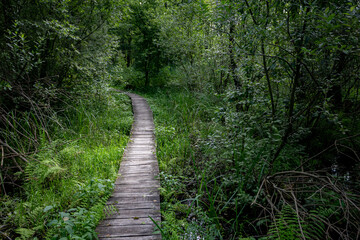 Fototapeta premium A Charming Wooden Path Meandering Through a Beautiful, Lush Green Forest Landscape