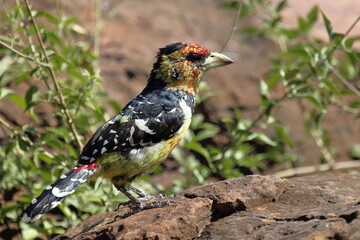 Haubenbartvogel oder Schwarzrücken-Bartvogel / Crested barbet / Trachyphonus vaillantii