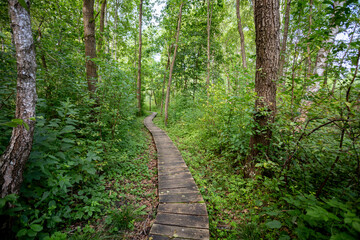 A Serene and Picturesque Wooden Path Leading Through a Beautiful Lush Green Forest Area