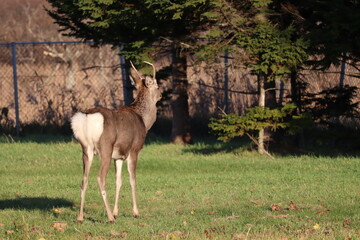 エゾシカ