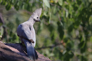 Graulärmvogel / Grey lourie or Grey go-away-bird / Corythaixoides concolor