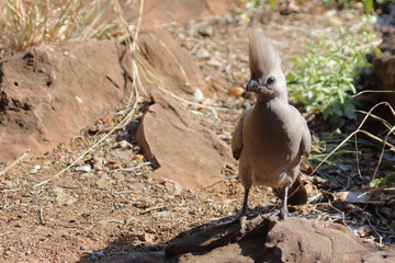 Graulärmvogel / Grey lourie or Grey go-away-bird / Corythaixoides concolor