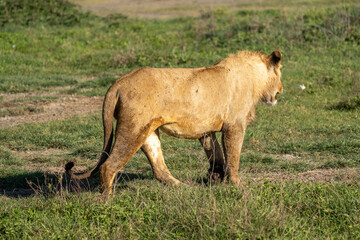 Young Male Lion Walking Through the Grasslands