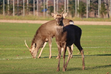 エゾシカ