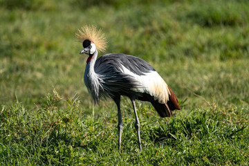 Majestic Grey Crowned Crane in the African Grasslands