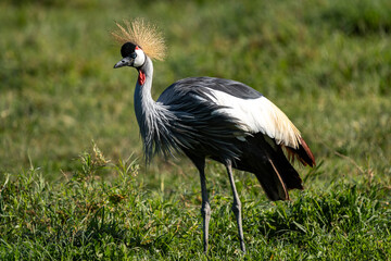 Majestic Grey Crowned Crane in the African Grasslands