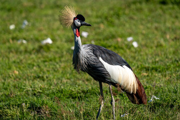 Majestic Grey Crowned Crane in the African Grasslands