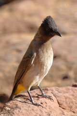 Graubülbül / Black-eyed bulbul or Dark-capped bulbul / Pycnonotus barbatus
