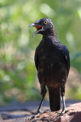 Rotschulter-Glanzstar/ Cape glossy starling or Red-shouldered glossy starling / Lamprotornis nitens.