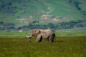 African Elephant Grazing in a Vast Green Plain