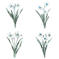 white narcissus watercolor hand drawn illustration concept