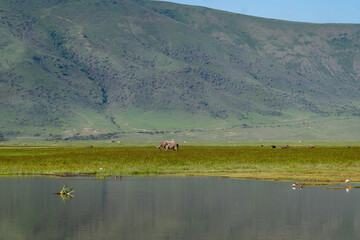 Elephant Grazing in the Vast African Plains