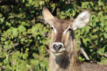 Wasserbock / Waterbuck / Kobus ellipsiprymnus
