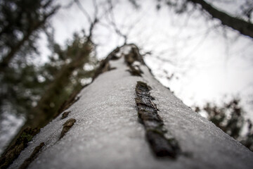 tree trunk with snow