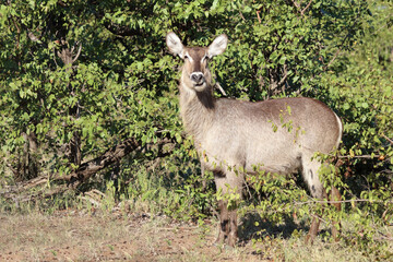 Wasserbock / Waterbuck / Kobus ellipsiprymnus