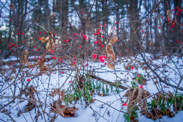 red berries in the snow