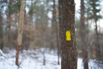Yellow trail marker on snowy tree
