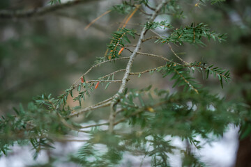 Pine tree branches