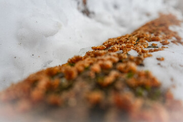lichen on the rock