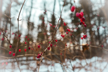 red berries in snow