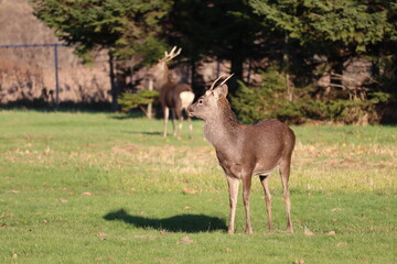 エゾシカ