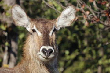 Wasserbock / Waterbuck / Kobus ellipsiprymnus