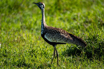 Kori Bustard Standing in the African Grasslands