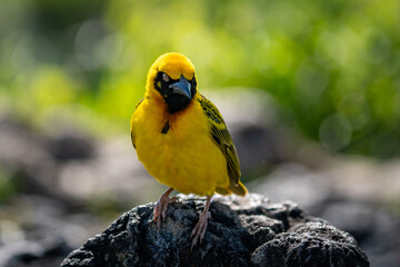 Vibrant Yellow Weaver Bird Perched on a Rock