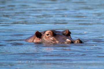 Fototapeta premium Hippopotamus Partially Submerged in Water