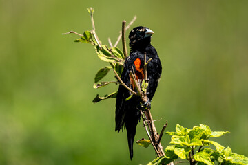 Colorful Red-Shouldered Widowbird Perched on a Branch