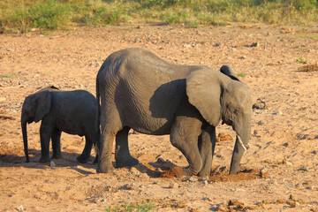 Fototapeta premium Afrikanischer Elefant / African elephant / Loxodonta africana