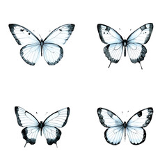 black and white butterfly watercolor hand drawn illustration concept