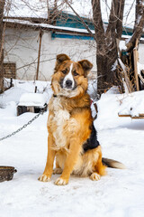 A black and red dog lies on a chain in the snow. High quality photo