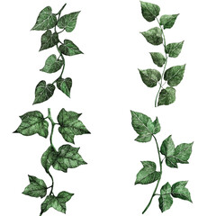 Dark green ivy vine watercolor set hand drawn © noy