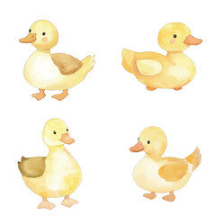 duck watercolor illustration concept for kids