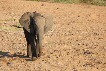 Afrikanischer Elefant / African elephant / Loxodonta africana