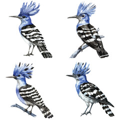 hoopoe bird watercolor hand drawn illustration concept